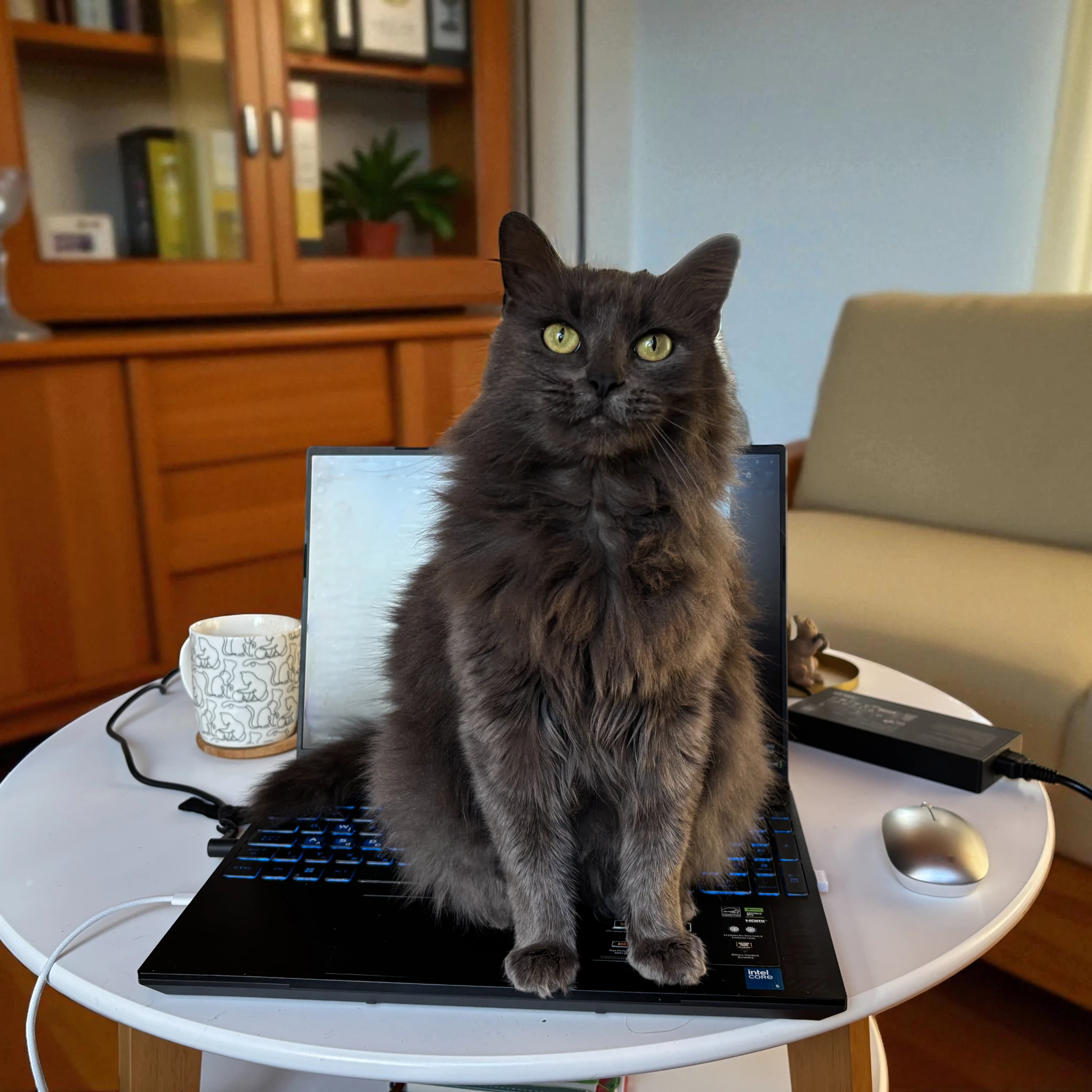 Read more about the article Miért ül a cicád mindig a laptopodra?